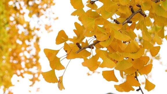 美丽的银杏叶在秋天会变成深黄色白色天空映衬下的银杏黄叶特写