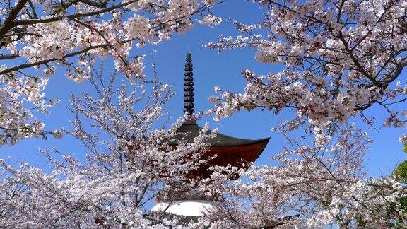 樱花、樱花盛开在公园前的宝塔上以蓝天为背景
