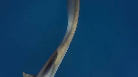 护士鲨护士鲨(Ginglymostomacirratum)在海洋中游泳的水下照片