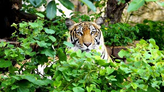 孟加拉虎在森林里休息