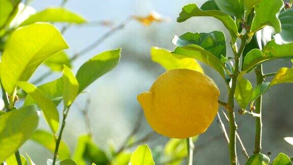 柠檬树上的果实