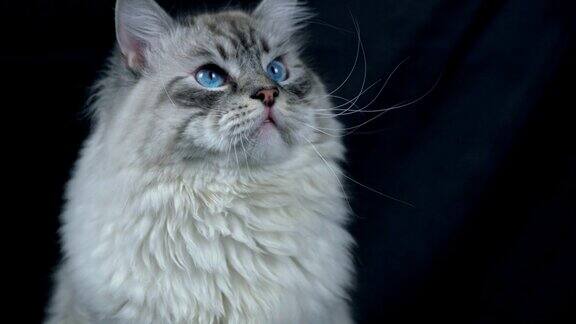 聪明毛茸茸的西伯利亚猫