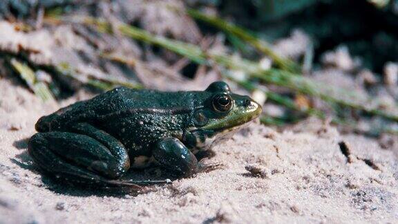 绿色青蛙坐在河边的岸边