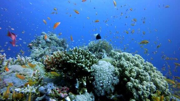 礁珊瑚的场景