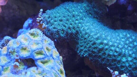 珊瑚礁配虾