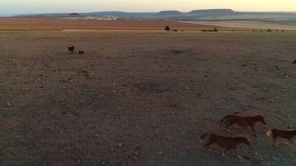 鸟瞰日落时美丽的野马在田野上奔跑