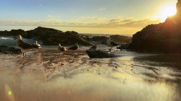 视频在海边的海滩上海鸥在日落时分在葡萄牙