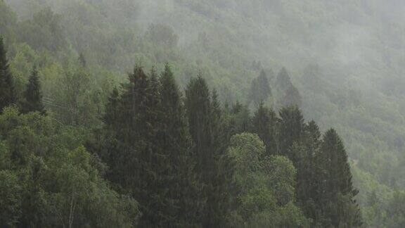 森林上的雨美丽的自然挪威
