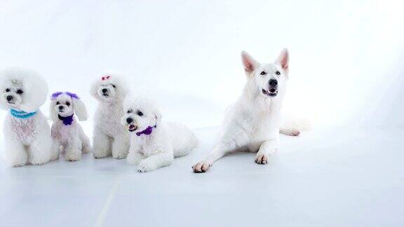 一只大狗和四只小白狗