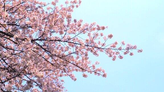 樱花映衬着湛蓝的天空