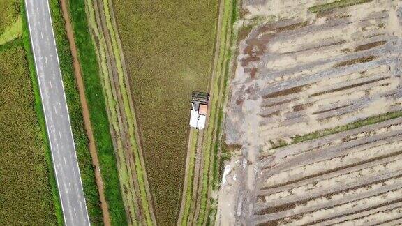 泰国北部的联合水稻收获农场