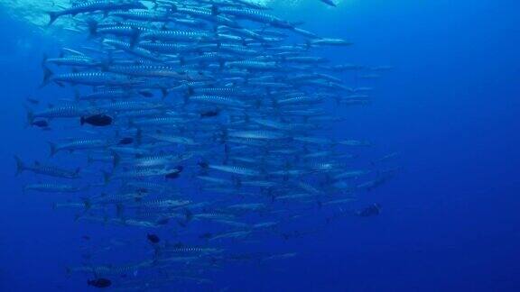 帕劳蓝角的大黑鳍梭鱼群