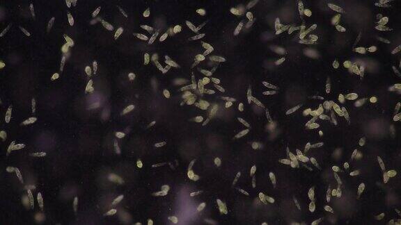 镜下鞭毛属是单细胞鞭毛真核生物属