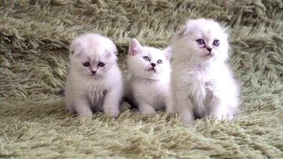 三只可爱的、毛茸茸的、蓝眼睛的小猫