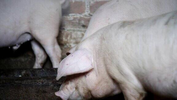 猪用食槽进食小猪猪饿了农场里养的动物