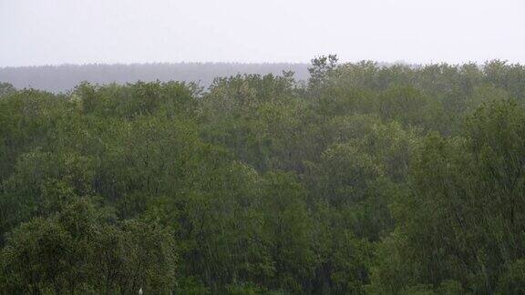 大雨在绿树或森林的背景上