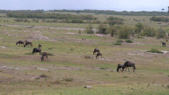 一群角马在非洲大草原上吃草4K慢镜头