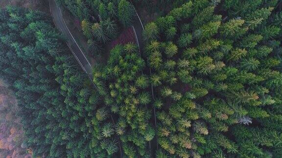 空中鸟瞰图上的发夹弯转弯公路在农村秋天的森林秋天的树林里有橙、绿、黄、红的松树雾街路径建立4k无人机直飞建立