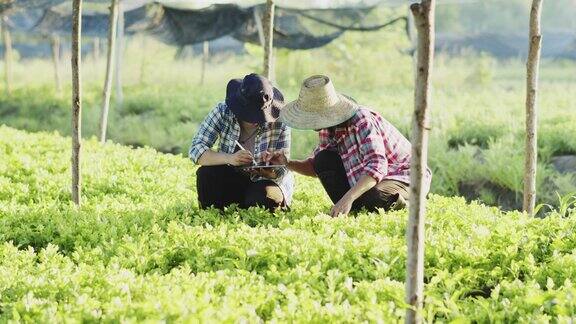 男女农民在菜园里检查蔬菜的质量