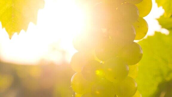 阳光下的白葡萄