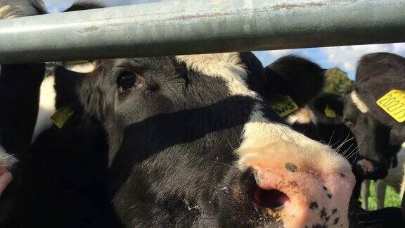 小奶牛舔着农场的铁门