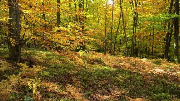落叶树在秋天的叶子颜色