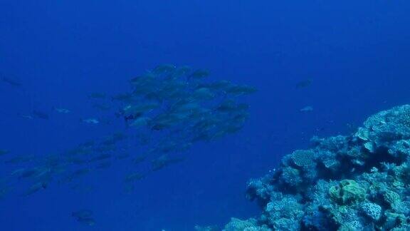 在珊瑚礁中成群游动的杰克鱼