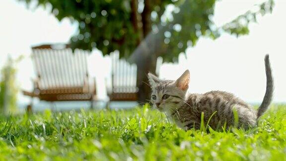 超级慢镜头小猫落在阳光明媚的绿色草地上