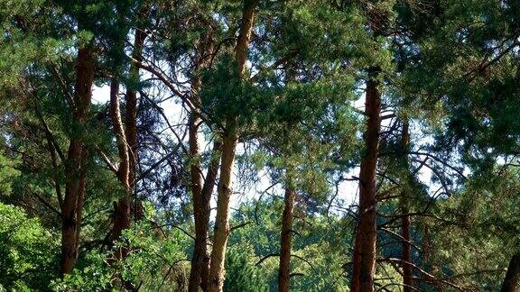 在一个阳光明媚的夏日混合森林中的松树