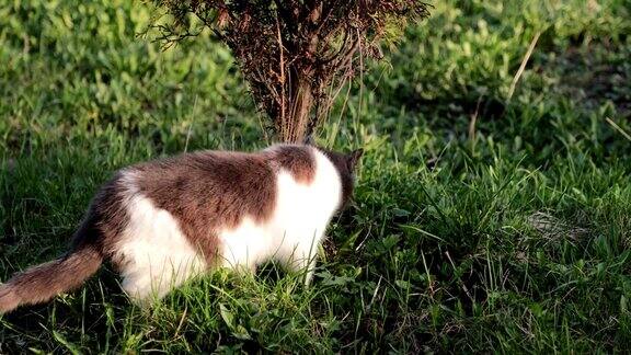草地上的猫嗅着草地