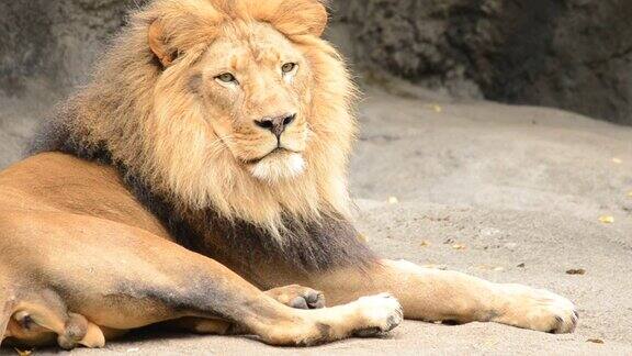 丛林之王狮子