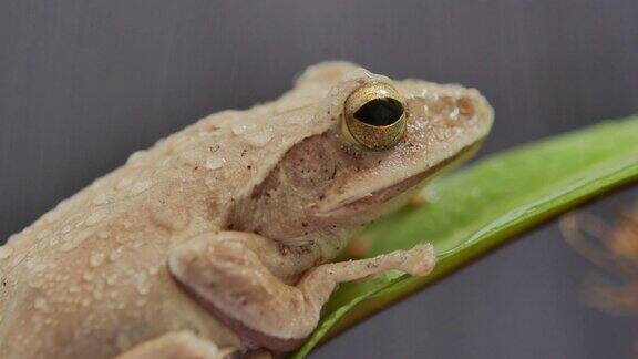 小青蛙挂在绿叶上的近距离微距镜头