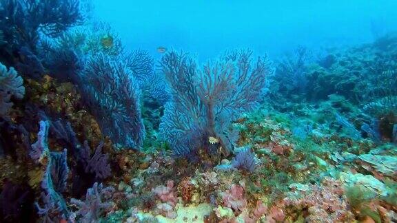 深海潜水-蛇发女怪-软珊瑚-在海床上
