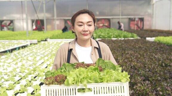 4K亚洲女园丁收获和携带蔬菜板条箱走在温室花园