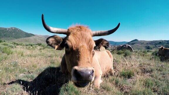 奥布拉克奶牛在美丽的风景中看着你Lozère