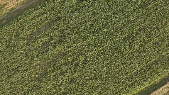 空中农民使用平板分析生长在田间
