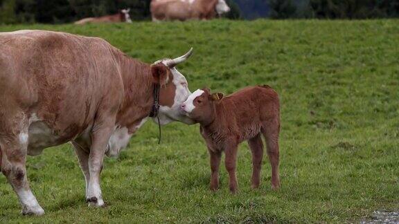 一头奶牛和一头小牛在吃草