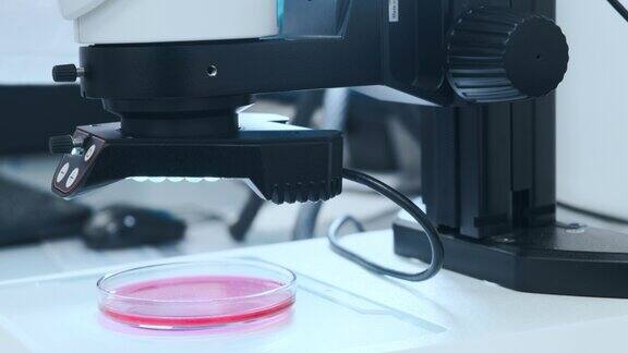 近距离自动科学实验室显微镜下检查样本在培养皿