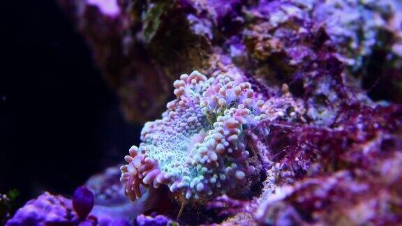 食珊瑚蘑菇