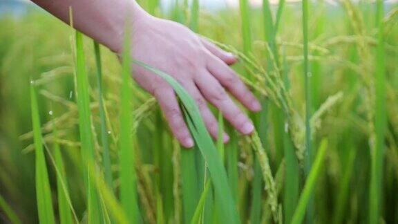 近距离的手触摸水稻在稻田农业东南亚