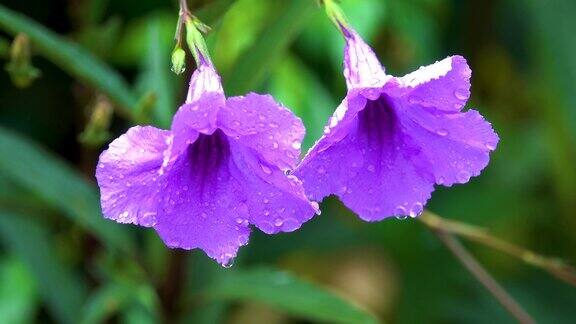 4K紫花在风中飘落泰国
