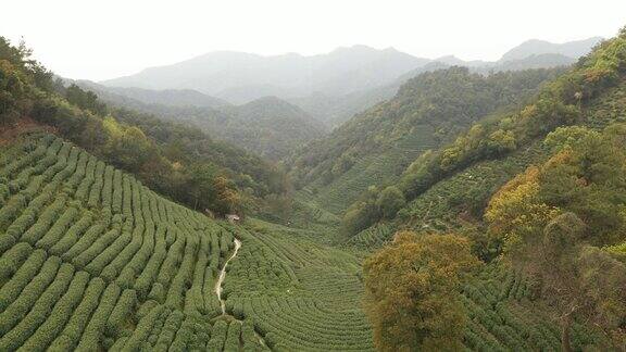 杭州茶园鸟瞰图