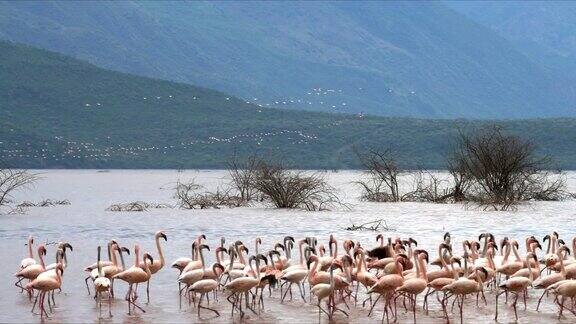火烈鸟降落在肯尼亚博戈里亚湖的海岸线上