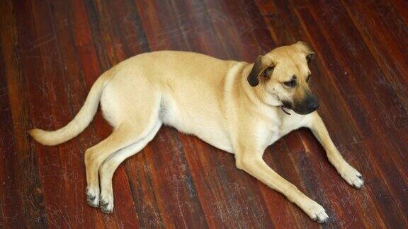 宠物狗躺在房子的强化地板上