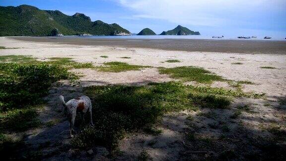 手持拍摄在海边和海滩在PakNamPranPranburi