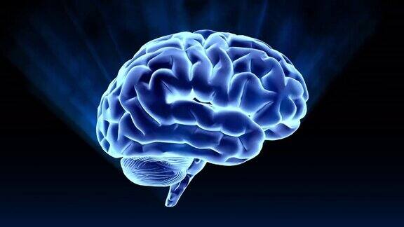 人的大脑360度旋转无缝循环