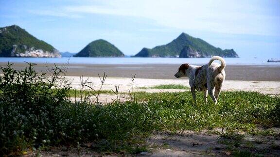 手持射击狗在海上和海滩在PakNamPranPranburi
