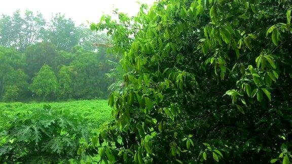 雨滴在树