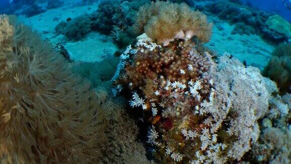 台湾美丽的软珊瑚群