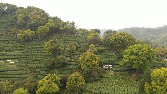 杭州茶园鸟瞰图